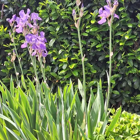 Bodenseeperle Apartamento *