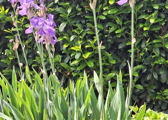 Bodenseeperle Lägenhet *